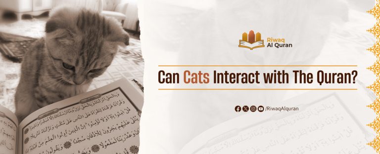 Can Cats Touch the Quran