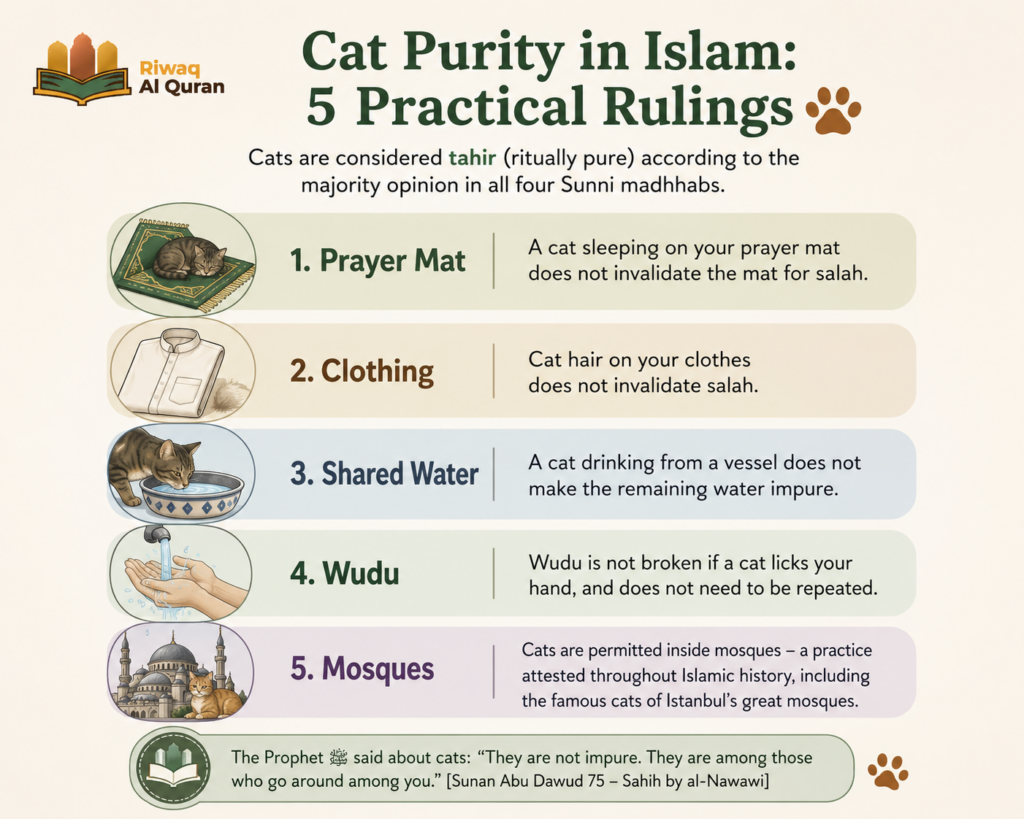 Cats in the Quran and Islam - What Every Muslim Pet Owner Should Know 4 image 389