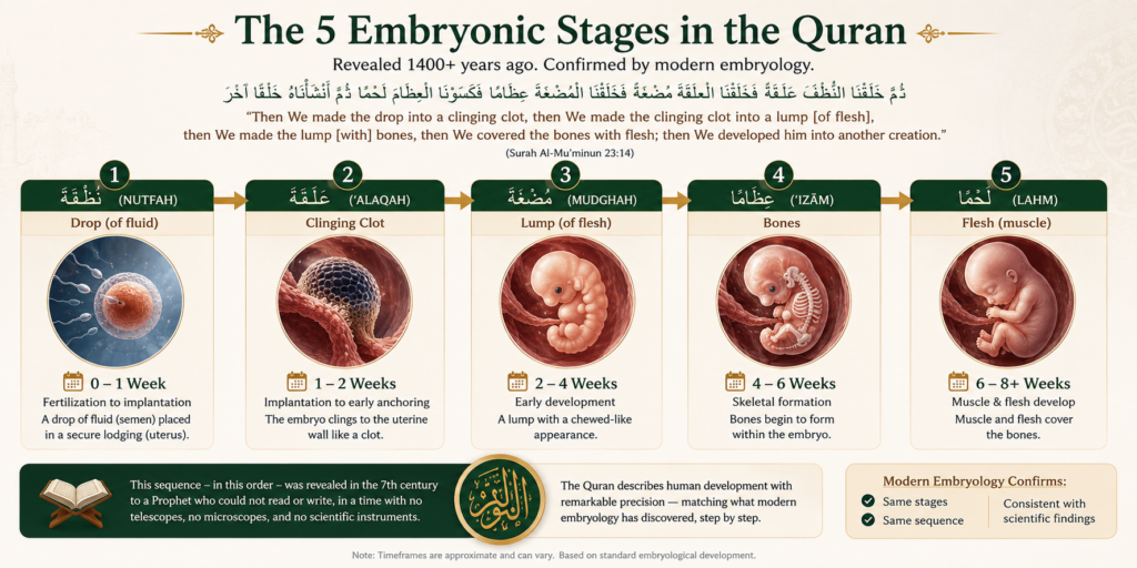 Top 20 Quranic Miracles - Scientific, Prophetic, and Linguistic 2 image 400