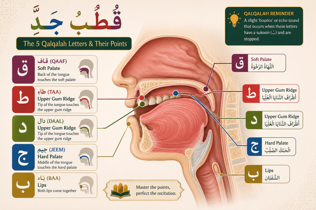 Qalqalah in Tajweed - Letters, Types, Levels, and Quranic Examples 4 image 650