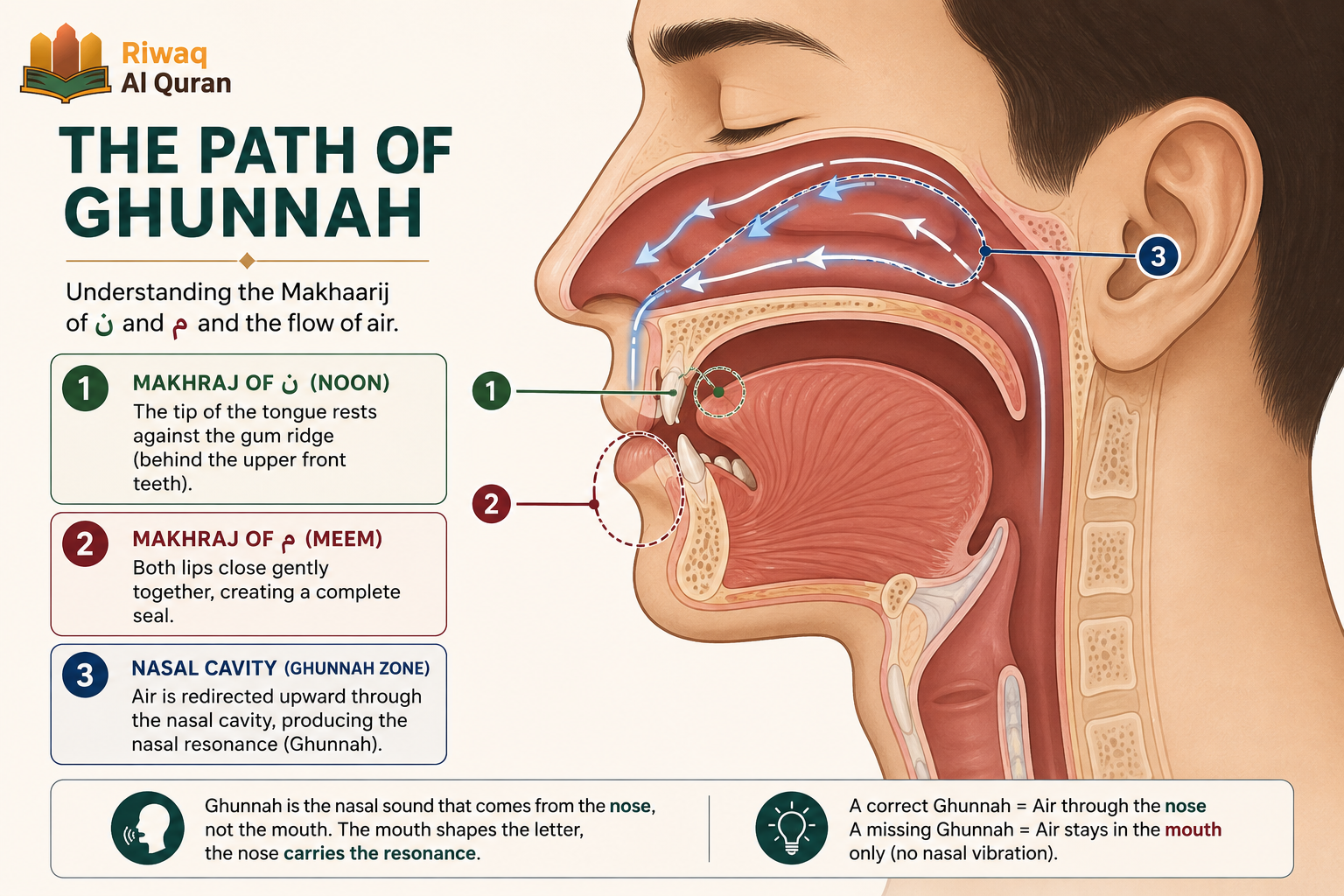 Ghunnah in Tajweed - Types, Rules, Letters, and Quranic Examples 2 image 684