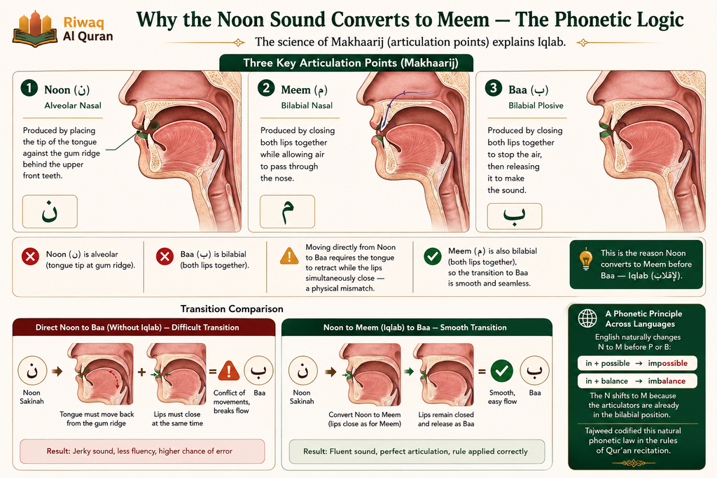 Iqlab in Tajweed - Rules, Letters, Pronunciation, and Quranic Examples 4 image 700