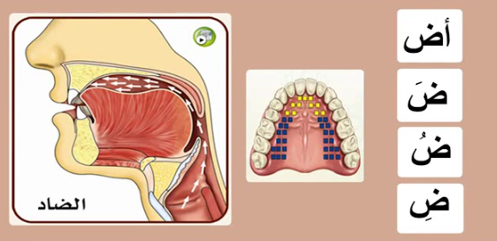 How to Pronounce the Arabic Letter Ḍād Correctly as a Non-Native Speaker?