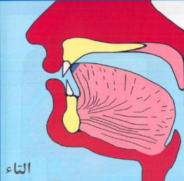 The Arabic Letter Ta (ت) 4 The Makhraj and Sifat of the Arabic Letter Ta