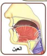 Where the Arabic Letter 3ayn Is Articulated in the Throat?