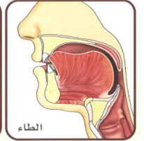The Makhraj of ط Ta in Arabic Phonetic Science