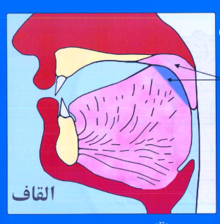 The Letter Qaf ق in Arabic 2 How to Find the Correct Articulation Point for Qaf ق
