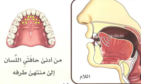 The Arabic Letter Lam ل 5 How to Pronounce the Arabic Letter Lam Correctly as a Non-Native Speaker?