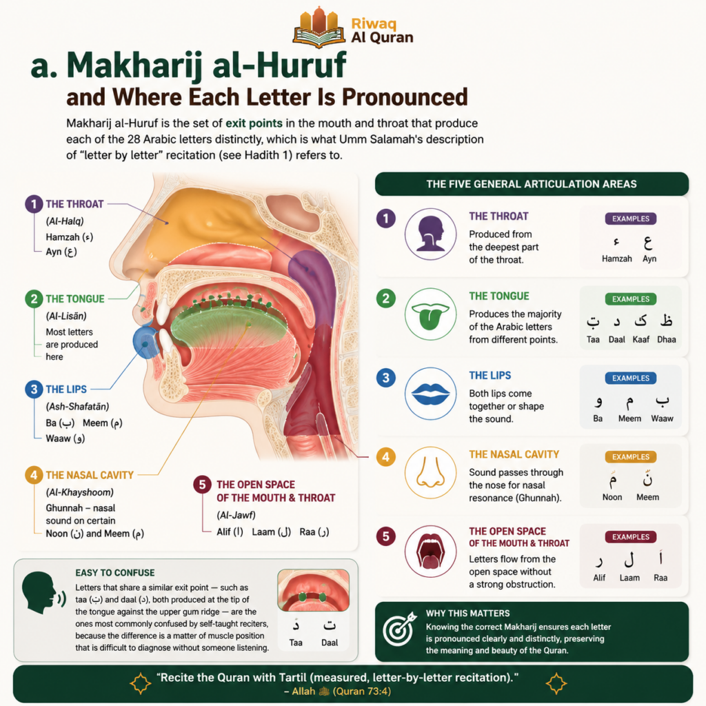 10 Hadiths About Tajweed - What Did the Prophet ﷺ Say About Reciting the Quran? 2 image 29